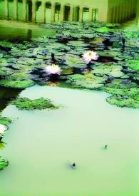 缘定之爱泰剧40集